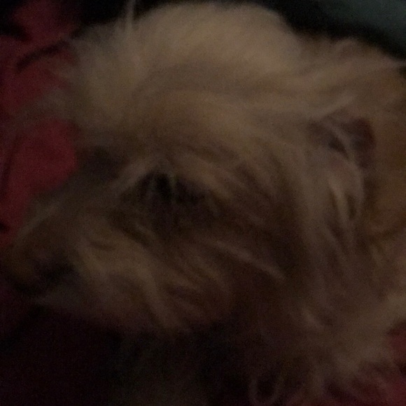 Meet your Posher, Allyson - Picture 1 of 1